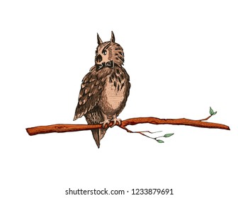Owl sit on a tree branch. Vector illustration with a bird in cartoon style bright color. Cute owl isolated on white background