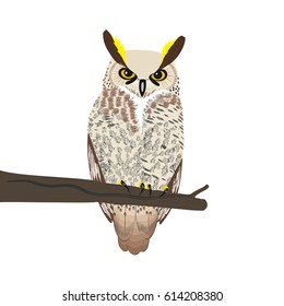 Owl sits on a tree branch isolated on white background.