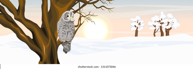 An Owl Sits On A Tree. The Valley Is Covered With Snow. Gray Tawny In The Winter. Wild Birds Of Eurasia, Scandinavia And North America. Realistic Vector Landscape