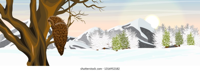 An owl sits on a tree. The valley is covered with snow. Spruce forest and mountains. Wild birds of Eurasia, Scandinavia and North America. Realistic Vector Landscape