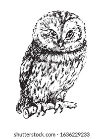Owl, sitting on a branch. Black hand drawn sketch of a bird. Vector illustration, isolated on white.
