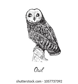 Owl sitting on branch and looking forward, hand drawn doodle, sketch in pop art style, vector illustration with inscription