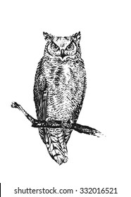 The owl sitting on a branch. Vector illustration