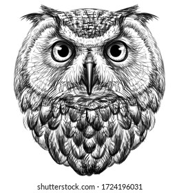Owl. Sketch, drawn, graphic portrait of an owl on a white background.