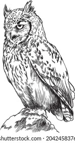 Owl. Sketch, drawn, graphic portrait of an owl on a white background.