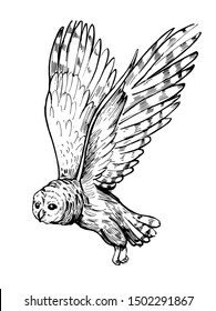 Owl sketch. Hand drawn illustration converted to vector