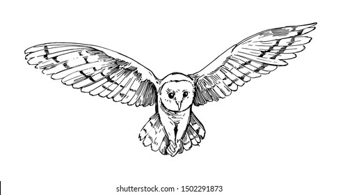 Owl sketch. Hand drawn illustration converted to vector