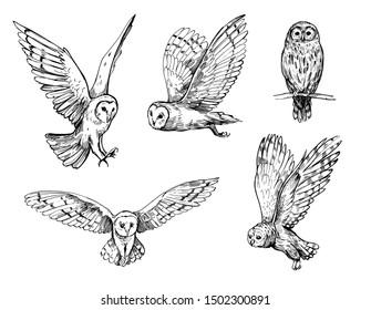 Owl sketch. Hand drawn illustration converted to vector