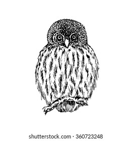 Owl sketch. Hand drawn vector illustration.