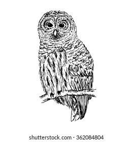 Owl Sketch Hand Drawn Vector Illustration Stock Vector (Royalty Free ...