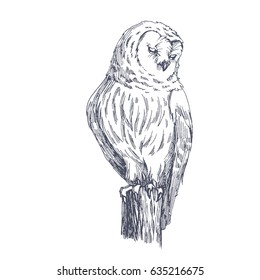 Owl sketch. Vector biological hand drawn illustration of wild bird isolated on white.