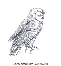 Owl sketch. Vector biological hand drawn illustration of wild bird isolated on white.