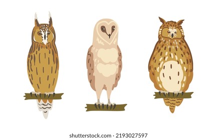 Owl Species as Nocturnal Bird of Prey with Hawk-like Beak and Forward-facing Eyes Perching on Tree Branch Vector Set