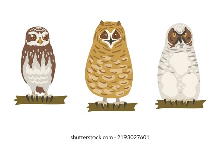 Owl Species as Nocturnal Bird of Prey with Hawk-like Beak and Forward-facing Eyes Perching on Tree Branch Vector Set