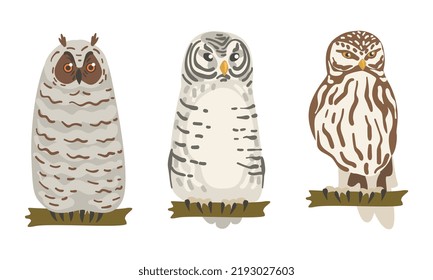 Owl Species as Nocturnal Bird of Prey with Hawk-like Beak and Forward-facing Eyes Perching on Tree Branch Vector Set