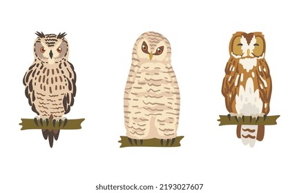 Owl Species as Nocturnal Bird of Prey with Hawk-like Beak and Forward-facing Eyes Perching on Tree Branch Vector Set