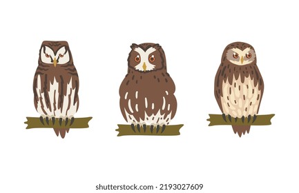 Owl Species as Nocturnal Bird of Prey with Hawk-like Beak and Forward-facing Eyes Perching on Tree Branch Vector Set