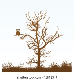 owl in a tree
