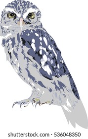  Owl - Vector Art