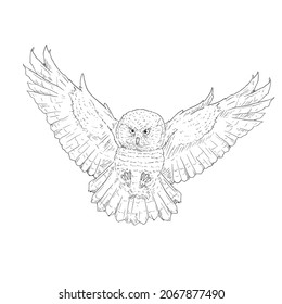 Owl Vector Hand Drawn Sketch Illustration on White Background