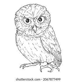 Owl Vector Hand Drawn Sketch Illustration on White Background