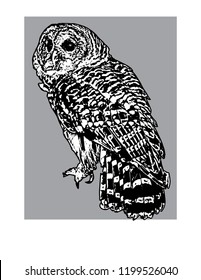owl vector limit color for design