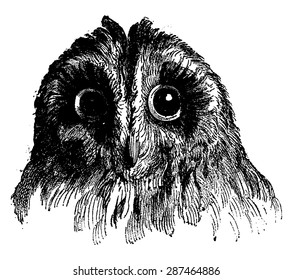Owl, vintage engraved illustration. Earth before man - 1886.
