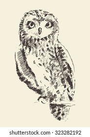 Owl vintage illustration, engraved retro style, hand drawn, sketch