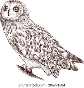 owl watching