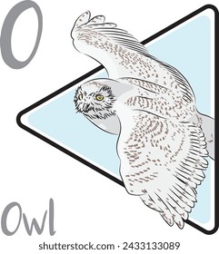 Owls became symbolic of intelligence because it was thought that they presaged events. Most owls eat mainly small rodents. Owl ears are located under feathers on the sides of their head.