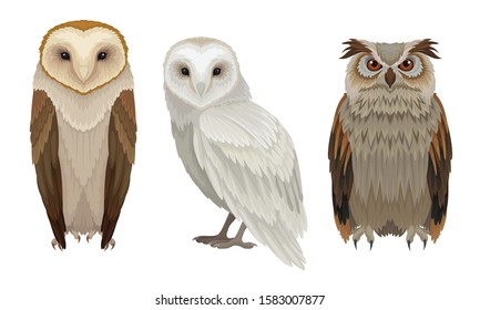 Owls Different Species Collection, Wild Forest Predatory Birds Vector Illustration