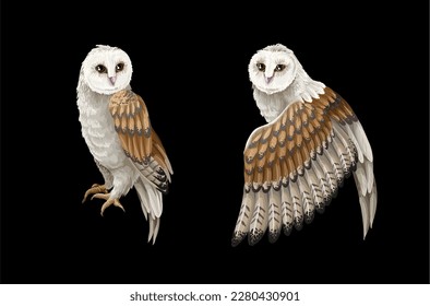 Owls isolated on the black background. Vector