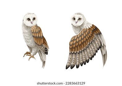 Owls isolated on the white background. Vector