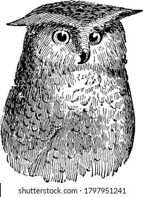 Owls are nocturnal birds of prey with sharp beak, vintage line drawing or engraving illustration.