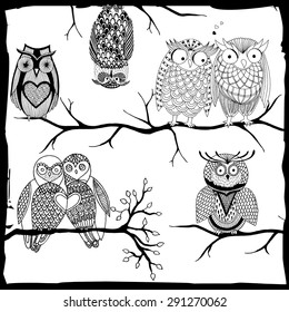 Owls on a branch