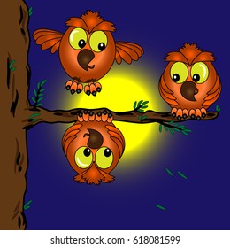 Owls on a branch