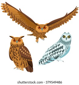 Owls on white background / Three are three poses of owls in cartoon style
