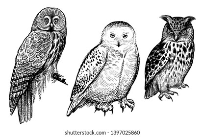 Owls. Realistic birds isolated on white background set. Vector illustration. Predatory forest birds. Sketch hand drawing. Black and white. Vintage engraving.