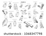 Owls vector hand drawn graphic set