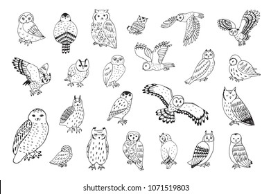 Owls vector hand drawn graphic set
