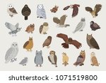 Owls vector hand drawn illustrations set
