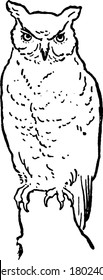 Owls(Strigiformes) are birds from the order Strigiformes, vintage line drawing or engraving illustration.