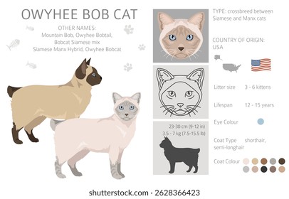 Owyhee Bob Cat clipart. All coat colors set.  All cat breeds characteristics infographic. Vector illustration