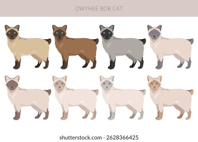 Owyhee Bob Cat clipart. All coat colors set.  All cat breeds characteristics infographic. Vector illustration