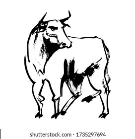 Ox, bull, cow on white background. Chinese happy new year 2021. Year of the white, metallic bull. Lunar New Year. Drawing bull, ox, cowhide ink