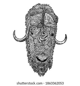 Ox, bull or male cow head. Chinese Happy New Year 2021 symbol and horoscope sign. Year of the ox and lunar new year. Hand drawing vector.