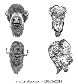 Ox and bull set. Farm and wild animals. Isolated on white background. Animals cattle, Native American bison and buffalo. Male cow. Vector set.