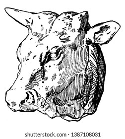 Ox Head vintage line drawing or engraving illustration.