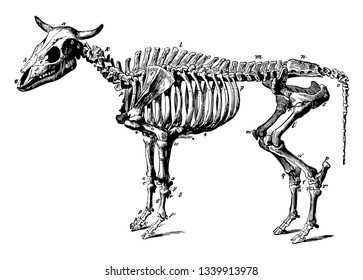 Ox Skeleton is a bovine trained as a draft animal vintage line drawing or engraving illustration.
