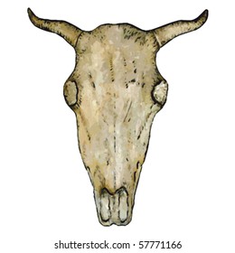 ox skull